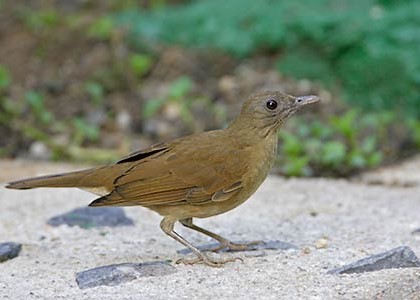 Cocoa thrush