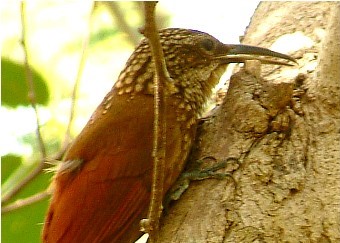 Coco woodcreeper