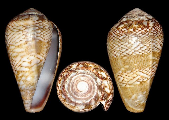 Cocoa shell