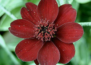 Cocoa Flowers