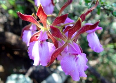 Cocoa Flowers