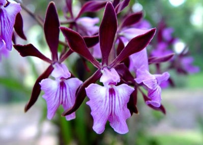 Cocoa Flowers