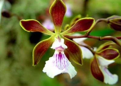 Cocoa Flowers