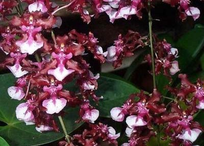 Cocoa Flowers