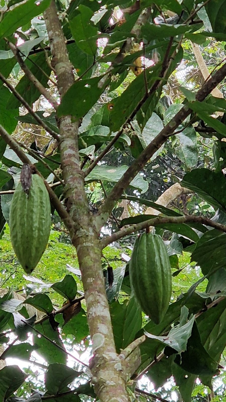 Cameroon