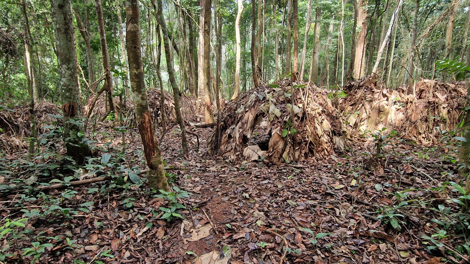 Cameroon