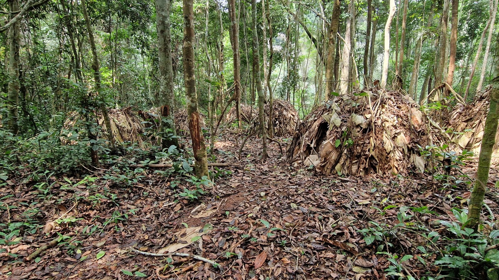 Cameroon