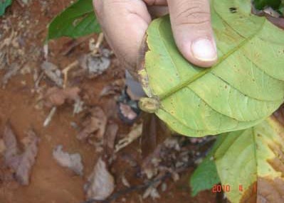 Malaysia