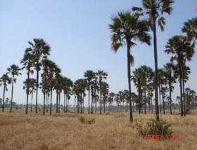 Senegal